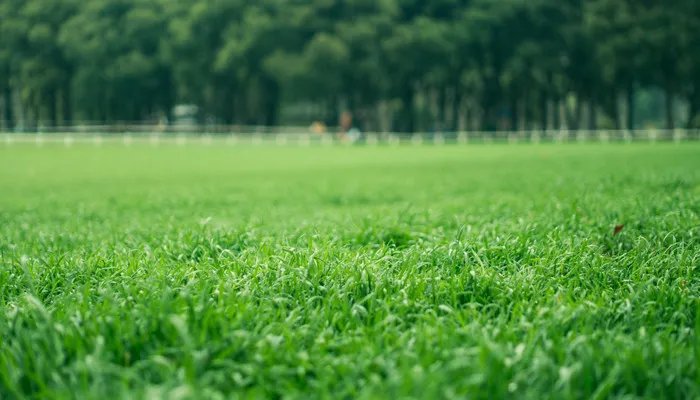 草坪种植方法 怎么种植草坪