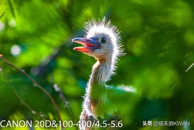 佳能100-400镜头适合拍什么?