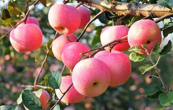 烟台有哪些特产 山东烟台特产有哪些