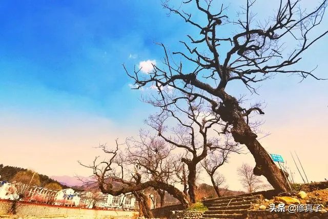 佳能100-400镜头适合拍什么?