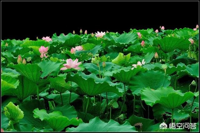 莲叶何田田的意思是什么