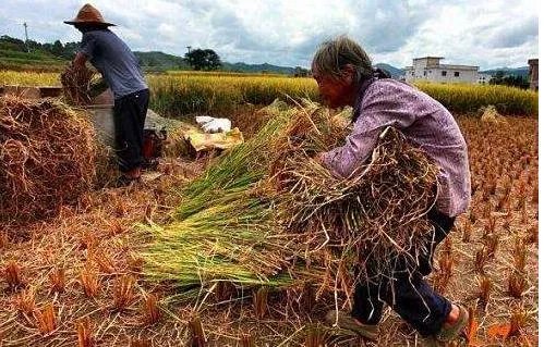 美国禁用草甘膦，大家怎么看待这个事情？