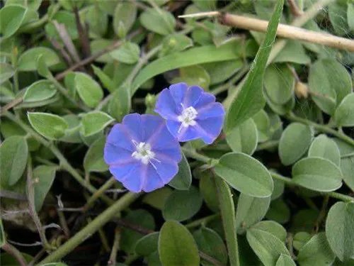 土丁桂是什么 土丁桂如何食用