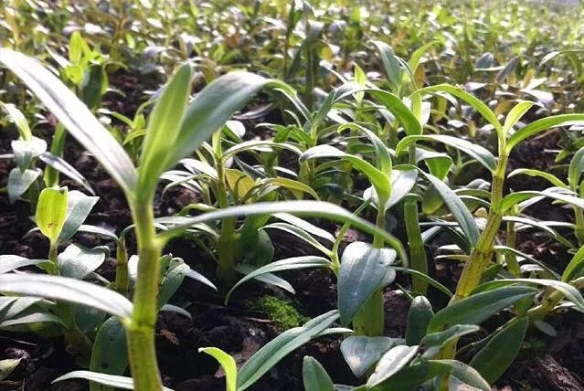 未来种中药材可以赚钱吗？