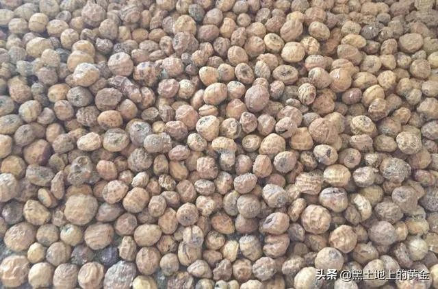 请问油莎豆什么时候收割比较好？