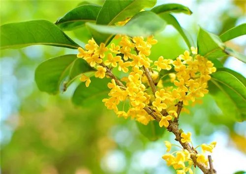 8月开什么花 8月常见的花卉有哪些