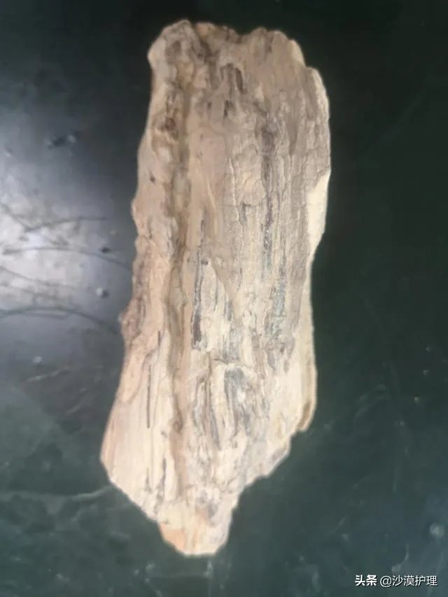 真正的树化石价格