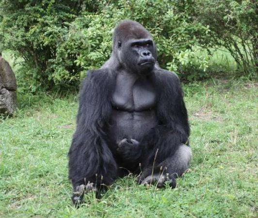 大猩猩英语怎么读