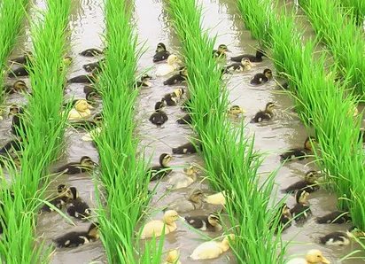 东北大米价格多少钱一斤?哪些品牌的东北大米好吃?