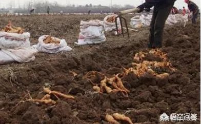 未来种中药材可以赚钱吗？