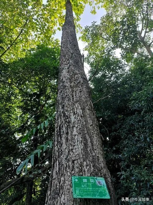 谁知道这个树的学名?广西岑溪市叫白兰木?