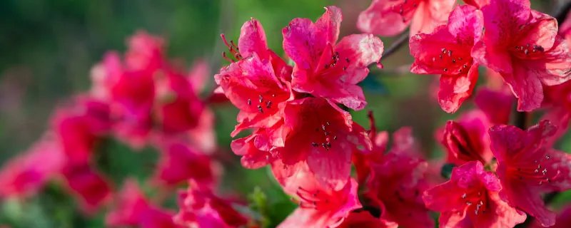 杜鹃花有毒吗 杜鹃花有没有毒