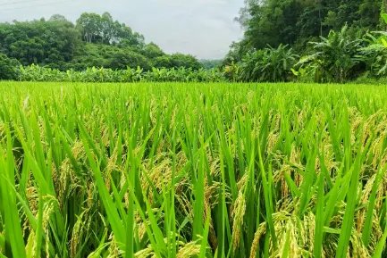 2米高“巨型稻”在重庆拾万镇迎来丰收，“巨型稻”是谁培育的？