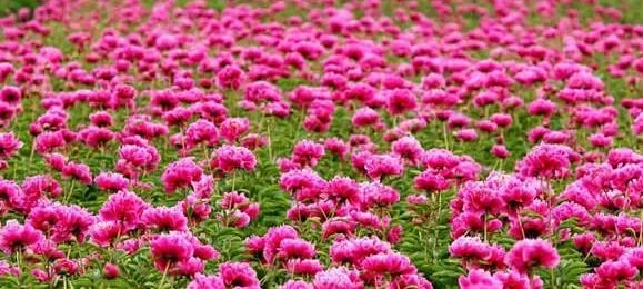 未来种中药材可以赚钱吗？