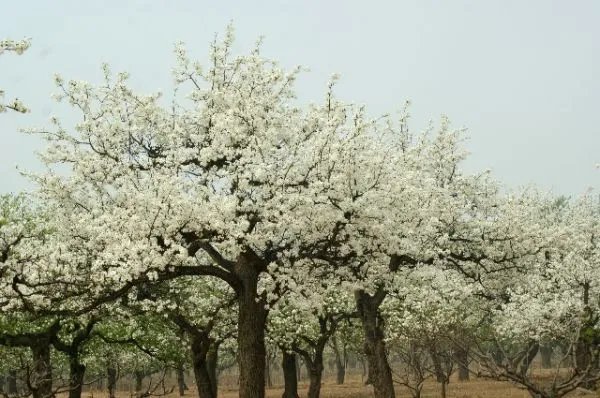 忽如一夜春风来，千树万树梨花开。是什么意思？