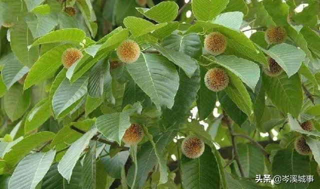 谁知道这个树的学名?广西岑溪市叫白兰木?