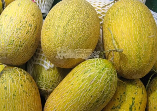 哈密瓜适合中国什么地方种植