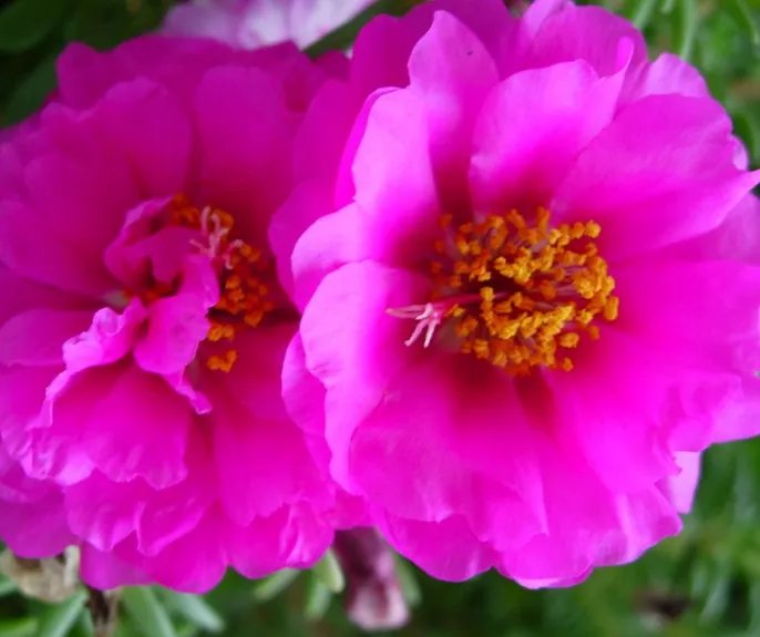 太阳花花语是什么 太阳花有什么寓意