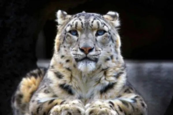 世界珍稀动物排名!前25分别是什么动物?