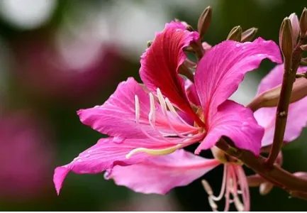 香港的市花是什么?