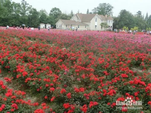 成都郫县玫瑰谷