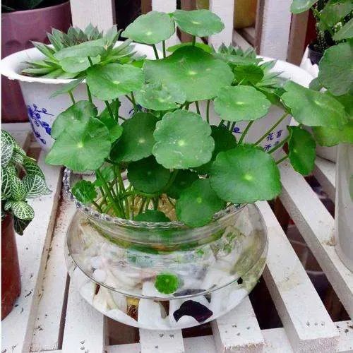 水培金钱草怎么养