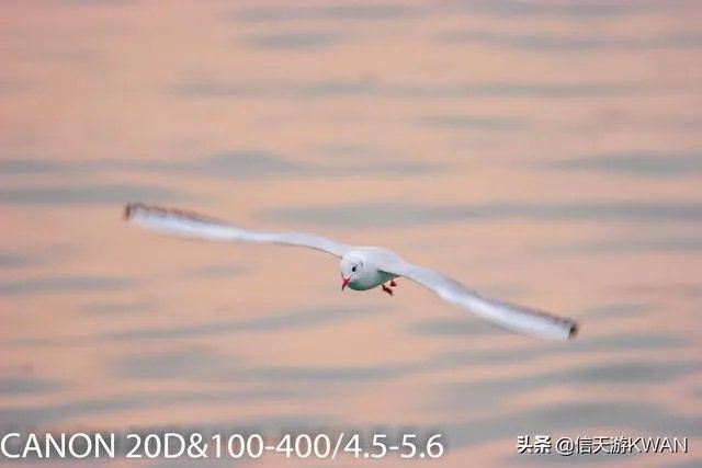 佳能100-400镜头适合拍什么?