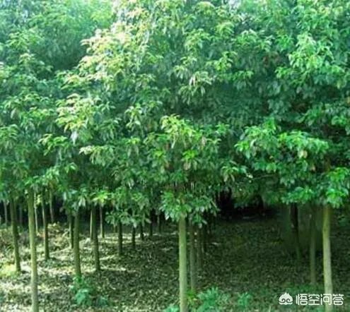 种一亩龙脑樟树三年后有多少利润？