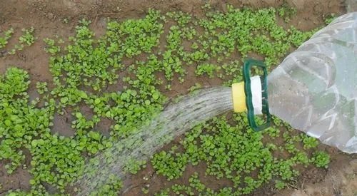 自制实用喷水壶