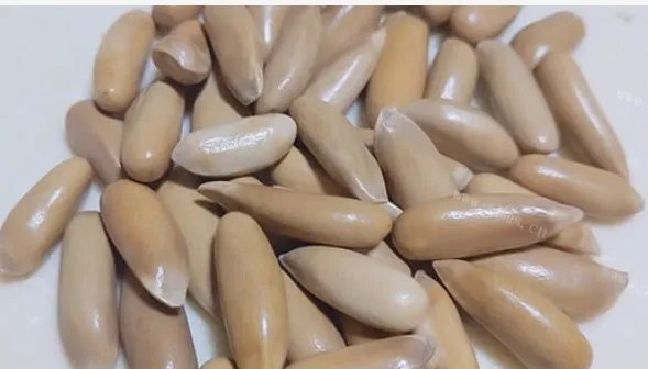 松子产地主要在哪里?