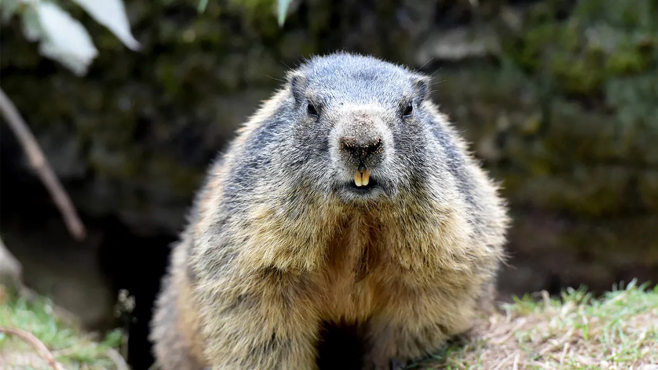 流行性出血热传染源