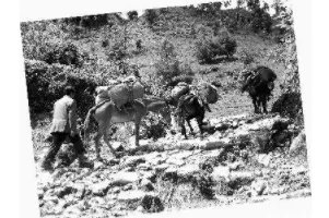 古代“茶马互市”是什么时候兴起的？茶马互换制度是怎么样的？