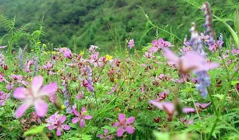 关于春天的歌曲有哪些？