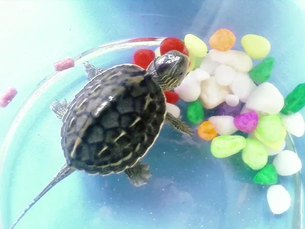 乌龟的饲养方法 教你怎样正确的养乌龟