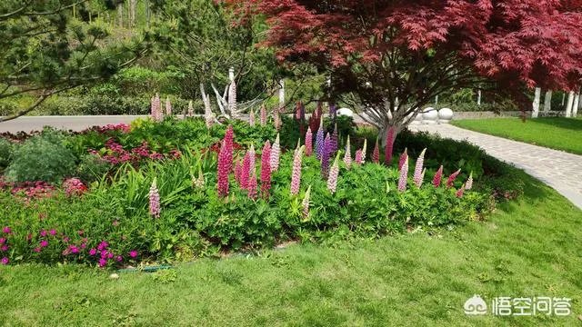 合肥滨湖国家湿地森林公园，好不好玩呢？