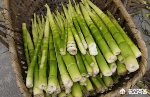 苦竹笋有什么功效？