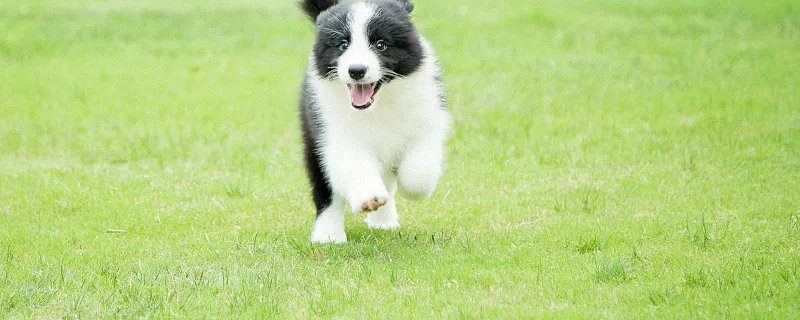 梦见狗咬我是什么意思 梦见狗咬我是什么预兆