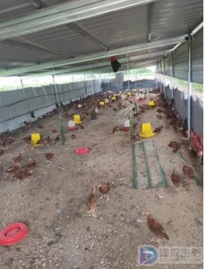 羽毛粉的用途和作用