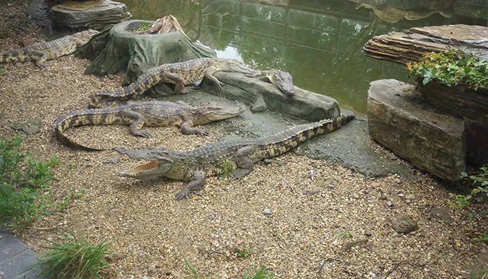 鳄鱼是什么动物 鳄鱼是什么