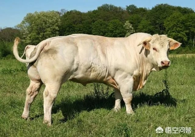 牛肉摊利润多少