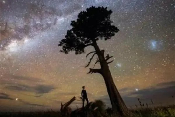 十大上古神树 星辰树以星辰为食，第七能直达天阙