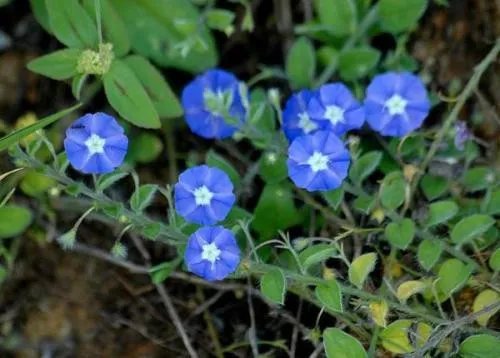 土丁桂是什么 土丁桂如何食用