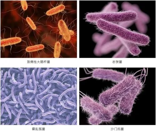 多国暴发巧克力相关沙门氏菌疫情，这种病毒是通过什么途径传播的？