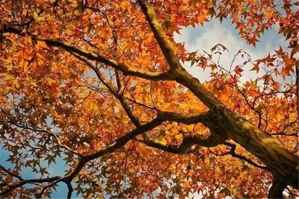 十大上古神树 星辰树以星辰为食，第七能直达天阙