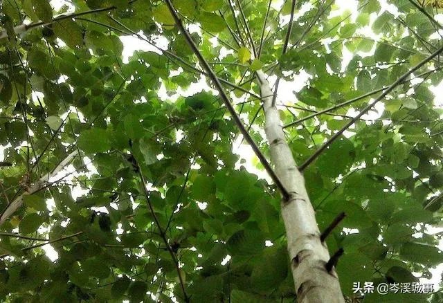 谁知道这个树的学名?广西岑溪市叫白兰木?