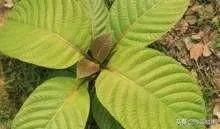 谁知道这个树的学名?广西岑溪市叫白兰木?