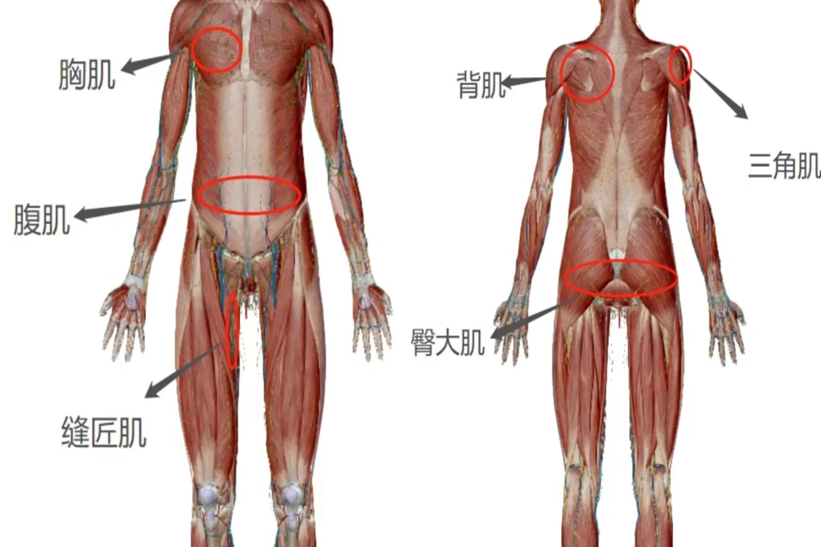 大肌群有哪些部位