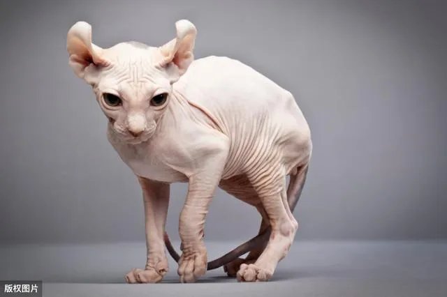 无毛猫价格上猫舍和个人的多少钱？