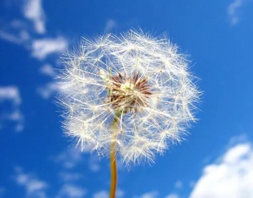 蒲公英的资料大全    隐藏着众多价值的蒲公英