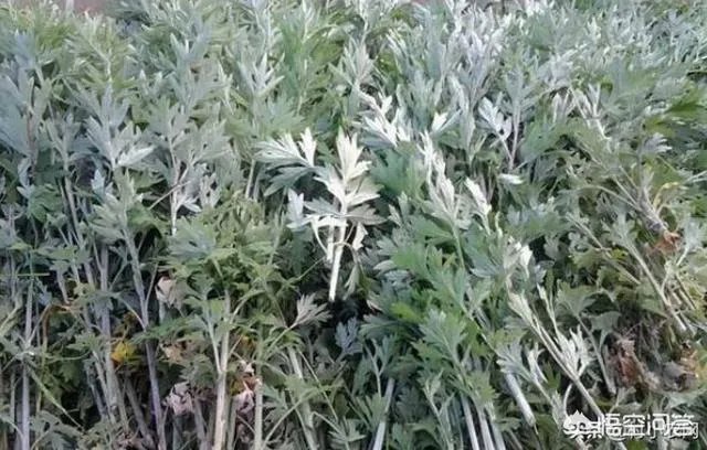 未来种中药材可以赚钱吗？